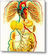 Circulatory System Metal Print