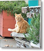 City Kitty Metal Print