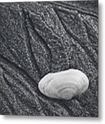 Clam Shell Metal Print