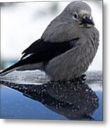 Clark's Nutcracker Metal Print