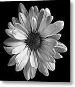 Classic White Daisy Stil Life Flower Art Print Metal Print