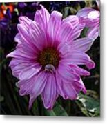 Clearly Pink Metal Print