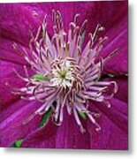 Clematis Heart Metal Print