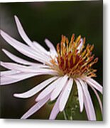 Climbing Aster Metal Print