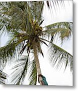 Climbing Coconut Palm Metal Print