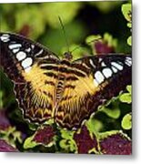 Clipper Butterfly Metal Print