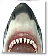 Close-up Of A Great White Shark Metal Print