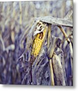 Close Up Of A Rotten Corn In The Middle Metal Print