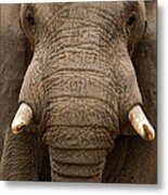 Close-up Of An African Elephant Metal Print