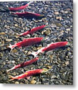 Close-up Of Fish In Water, Sockeye Metal Print