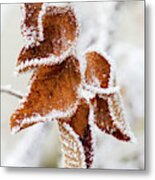 Close Up Of Frosted Dried Brown Leaves Metal Print