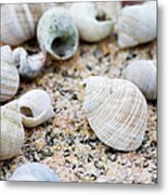 Close-up Of Seashells, West Coast Metal Print