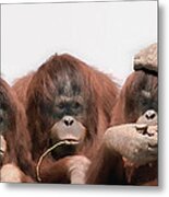 Close-up Of Three Orangutans Metal Print