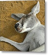 Close Up Portrait Of A Sleeping Kangaroo Metal Print