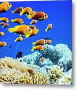 Clown Fish In Anemone Metal Print