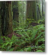 Coast Redwoods And Ferns In Redwood Metal Print