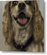 Cocker Spaniel Metal Print