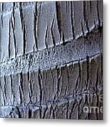 Coconut Palm Bark - Koh Samui Metal Print