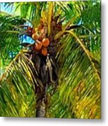 Coconut Palm Tree Metal Print