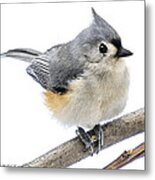 Cold But Tough Titmouse Metal Print