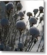 Cold Winter Light Metal Print