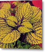 Coleus Plant Metal Print