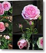 Collage Pink Pot Rose Metal Print