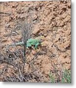 Collared Lizard Metal Print