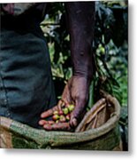 Collection Of The Coffee Beans Metal Print