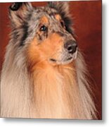 Collie Portrait Metal Print