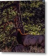 Colorado Bull Elk 2 Metal Print