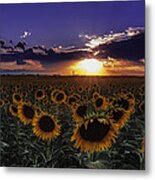 Colorado Sunflowers Metal Print