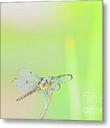 Colorful Dragonfly Metal Print