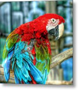 Colorful Feathers Metal Print