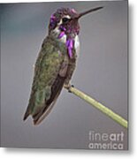 Colorful Male Anna's On Reed Metal Print
