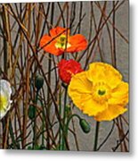 Colorful Poppies And White Willow Stems Metal Print
