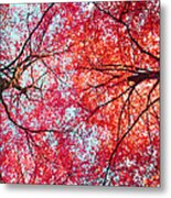 Abstract Red Blue Nature Photography Metal Print