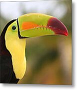 Colorful Toucan Metal Print