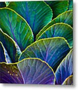 Colors Of The Cabbage Patch Metal Print
