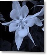 Columbine Flower Metal Print