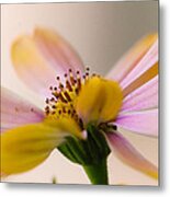 Come Softly Spring Metal Print