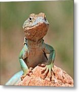 Common Collared Lizard 2 Metal Print