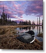 Common Loon On Bog Nest British Columbia Metal Print