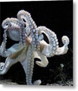 Common Octopus Metal Print