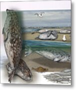 Template - Zoo Or Nature Interpretation Panel - Common Seal - Harbor Seal - Habitat Metal Print