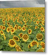 Common Sunflower Helianthus Annuus Metal Print