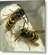 Common Wasps Metal Print