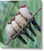 Common Waxbill Metal Print