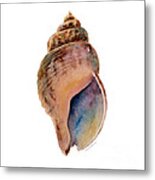 Common Whelk Shell Metal Print