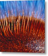 Compound Eye Of A Bee Metal Print